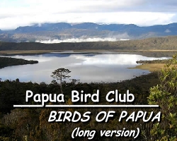 birds_of_papua_new_guinea